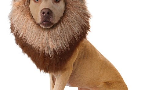 PET20123_Lion